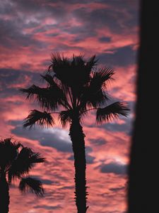Preview wallpaper palm, dark, clouds, pink, dusk
