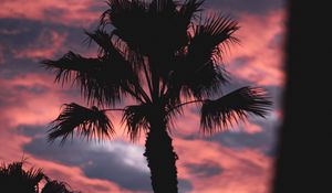 Preview wallpaper palm, dark, clouds, pink, dusk
