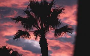 Preview wallpaper palm, dark, clouds, pink, dusk