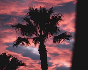 Preview wallpaper palm, dark, clouds, pink, dusk