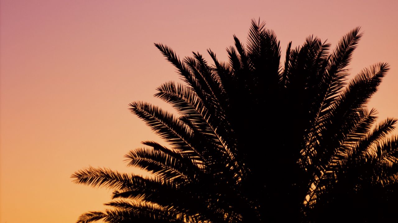 Wallpaper palm, dusk, dark, sky, purple