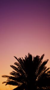 Preview wallpaper palm, dusk, dark, sky, purple