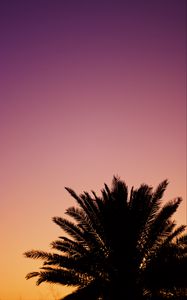 Preview wallpaper palm, dusk, dark, sky, purple