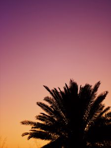 Preview wallpaper palm, dusk, dark, sky, purple