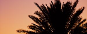 Preview wallpaper palm, dusk, dark, sky, purple