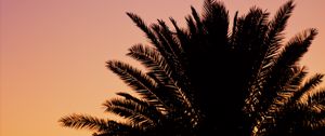 Preview wallpaper palm, dusk, dark, sky, purple