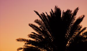 Preview wallpaper palm, dusk, dark, sky, purple