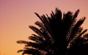 Preview wallpaper palm, dusk, dark, sky, purple