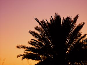 Preview wallpaper palm, dusk, dark, sky, purple