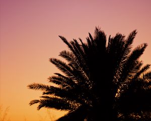 Preview wallpaper palm, dusk, dark, sky, purple