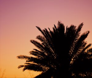 Preview wallpaper palm, dusk, dark, sky, purple