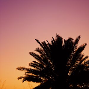 Preview wallpaper palm, dusk, dark, sky, purple