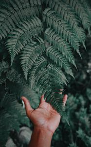 Preview wallpaper palm, fern, green, fingers