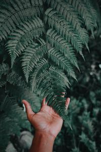 Preview wallpaper palm, fern, green, fingers