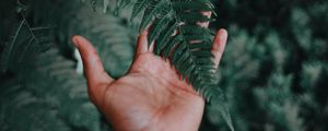 Preview wallpaper palm, fern, green, fingers