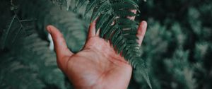 Preview wallpaper palm, fern, green, fingers