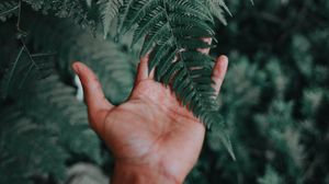 Preview wallpaper palm, fern, green, fingers