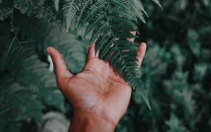 Preview wallpaper palm, fern, green, fingers