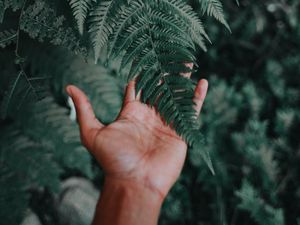 Preview wallpaper palm, fern, green, fingers