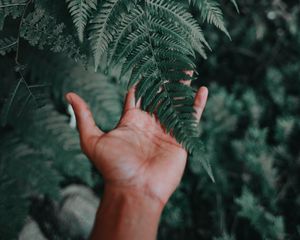 Preview wallpaper palm, fern, green, fingers