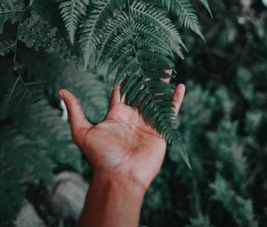 Preview wallpaper palm, fern, green, fingers