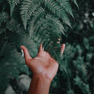 Preview wallpaper palm, fern, green, fingers