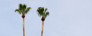 Preview wallpaper palm, hills, sandy, building