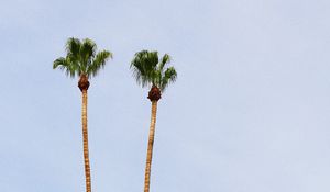 Preview wallpaper palm, hills, sandy, building
