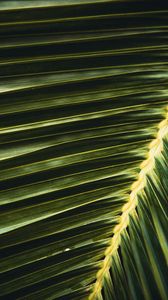 Preview wallpaper palm, leaf, branch, green, macro