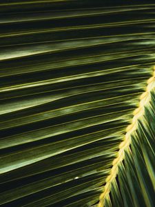Preview wallpaper palm, leaf, branch, green, macro