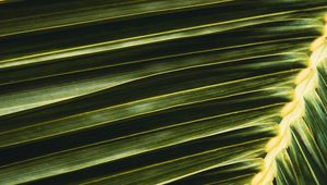 Preview wallpaper palm, leaf, branch, green, macro