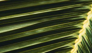Preview wallpaper palm, leaf, branch, green, macro