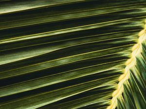 Preview wallpaper palm, leaf, branch, green, macro