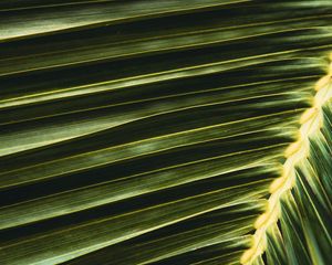 Preview wallpaper palm, leaf, branch, green, macro