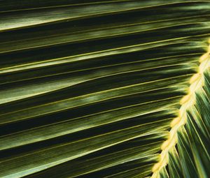 Preview wallpaper palm, leaf, branch, green, macro