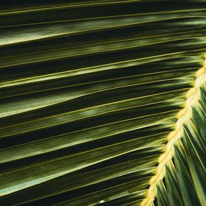 Preview wallpaper palm, leaf, branch, green, macro