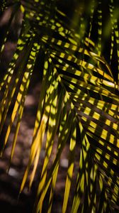 Preview wallpaper palm, leaf, branch, shadows