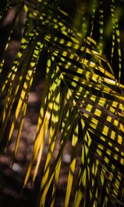 Preview wallpaper palm, leaf, branch, shadows