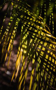 Preview wallpaper palm, leaf, branch, shadows