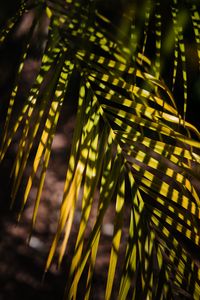 Preview wallpaper palm, leaf, branch, shadows