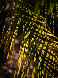 Preview wallpaper palm, leaf, branch, shadows