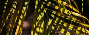 Preview wallpaper palm, leaf, branch, shadows