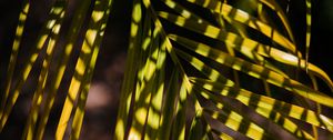 Preview wallpaper palm, leaf, branch, shadows