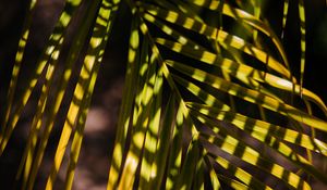 Preview wallpaper palm, leaf, branch, shadows