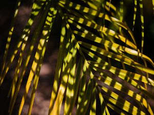 Preview wallpaper palm, leaf, branch, shadows