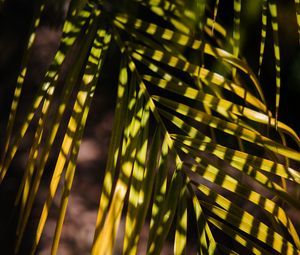 Preview wallpaper palm, leaf, branch, shadows