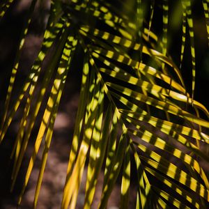 Preview wallpaper palm, leaf, branch, shadows
