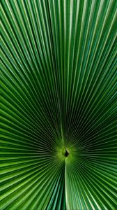 Preview wallpaper palm, leaf, green, surface, macro