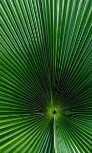 Preview wallpaper palm, leaf, green, surface, macro
