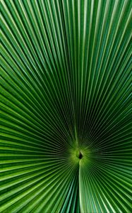 Preview wallpaper palm, leaf, green, surface, macro